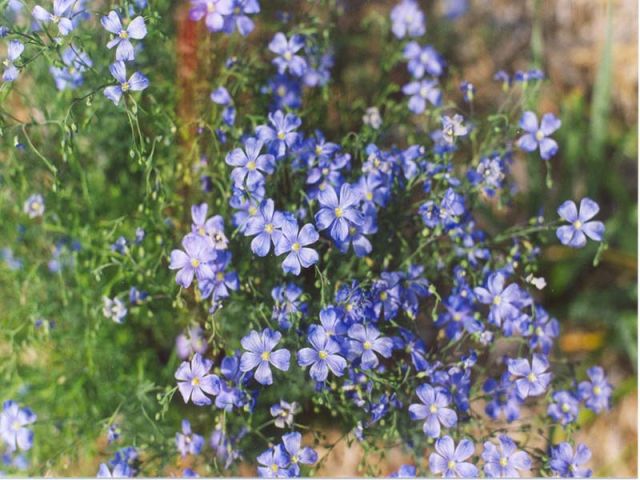 blue flowers.jpg